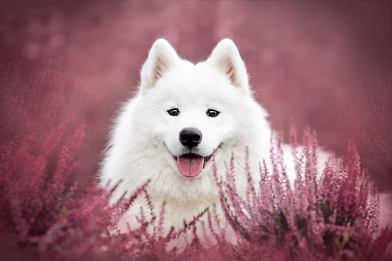 Samoyed, flower, caine, pink, white, field, dog, animal, tongue, HD wallpaper