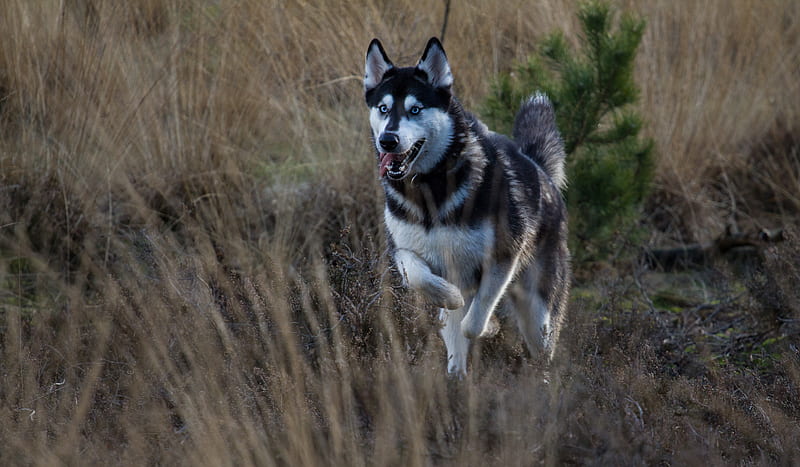 husky, dog, protruding tongue, running, HD wallpaper