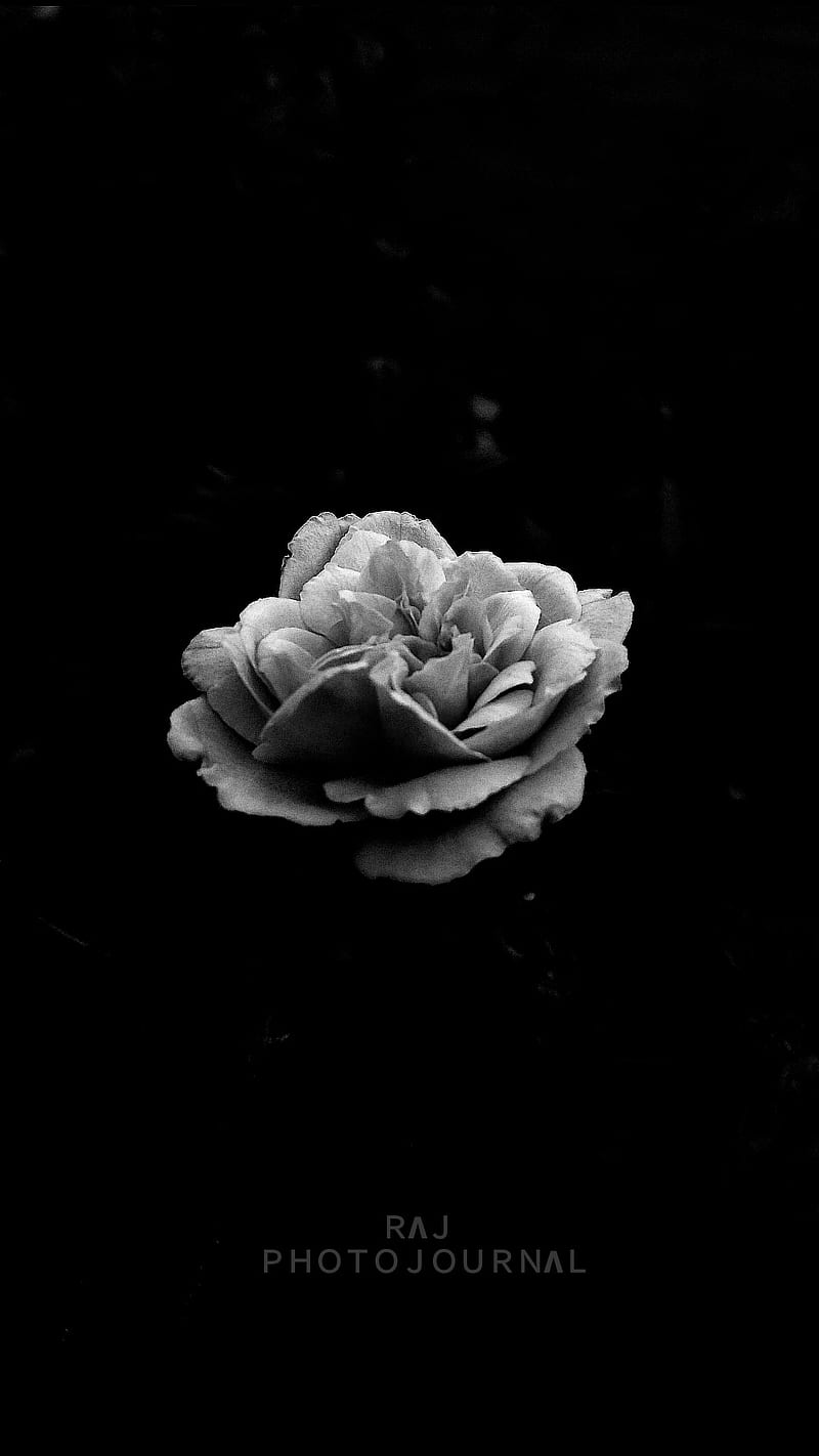 Rosa, blanco y negro, Fondo de pantalla de teléfono HD | Peakpx
