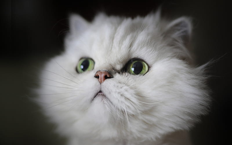 Persian cat, white cat, fluffy cat, cats, domestic cats, muzzle, pets, white Persian Cat, Persian, HD wallpaper