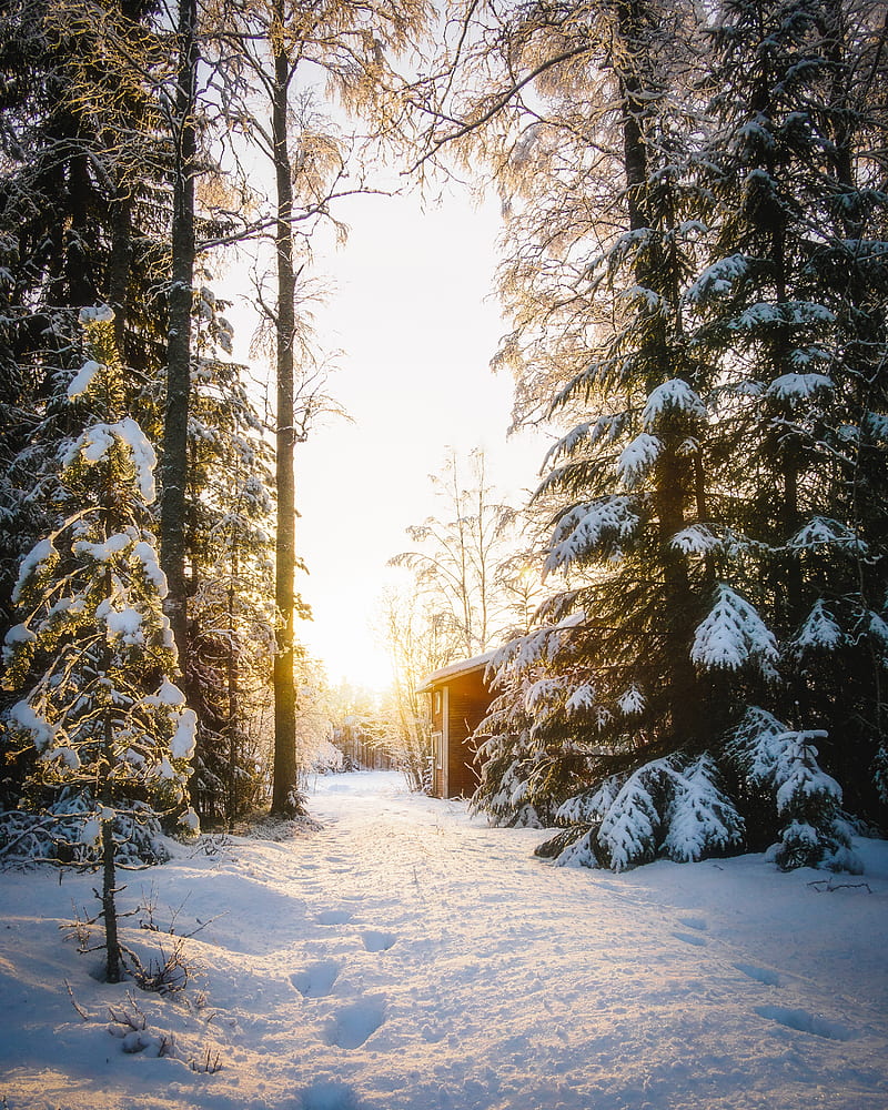 forest, house, snow, winter, sunlight, HD phone wallpaper