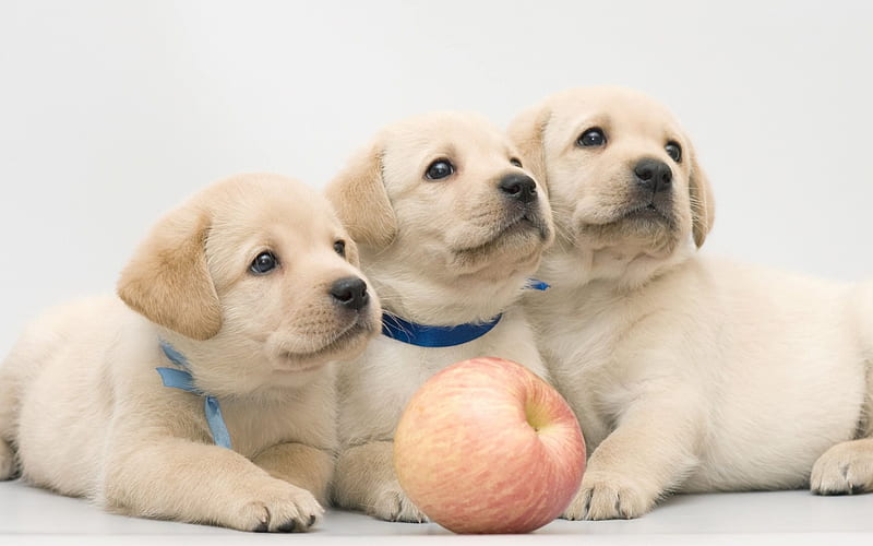 Puppies, retriever, cute animals, labrador Puppies, small dogs, HD wallpaper