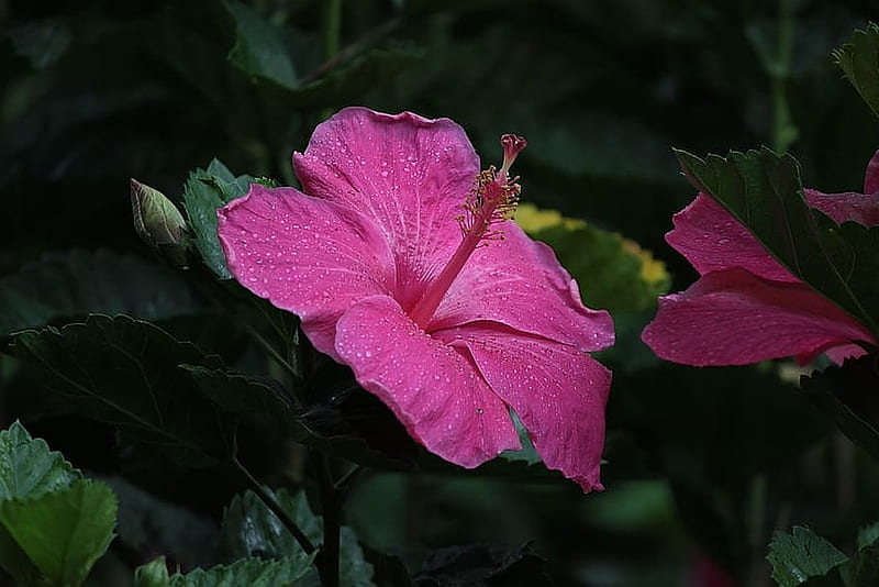 Hibiscus, Flowers, Buds, Nature, HD wallpaper