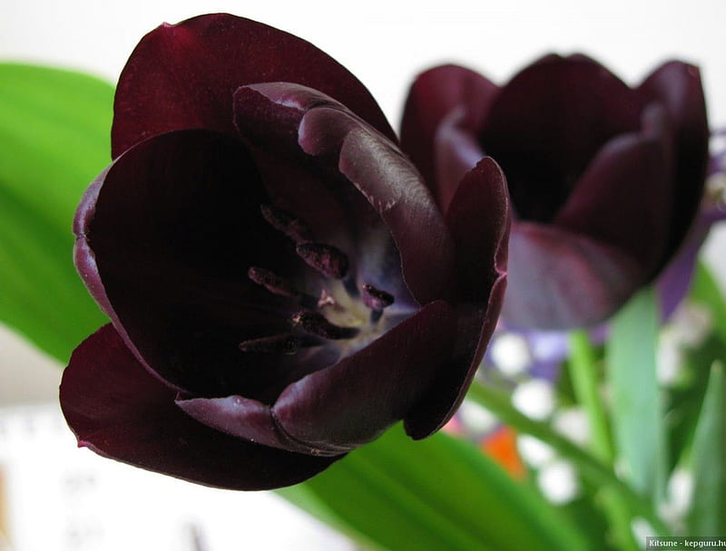 Purple Tulips, Tulips, Colour, Nature, Flower, HD wallpaper | Peakpx