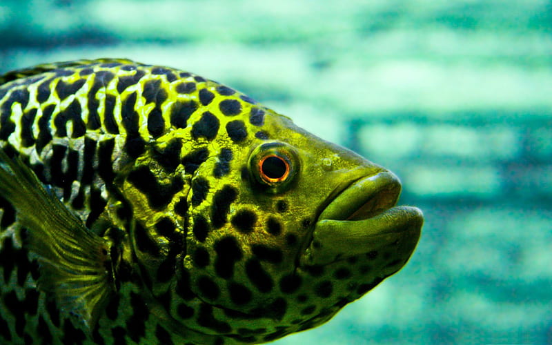 fish-Animal graphy, HD wallpaper