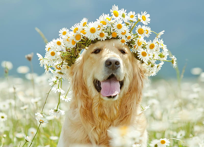Just being pretty, pretty, wreath, caine, tongue, animal, summer, flower, field, daisy, dog, HD wallpaper