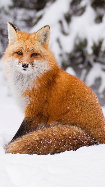 1280x2120 Fox Snow iPhone 6 HD 4k Wallpapers Images Backgrounds Photos  and Pictures