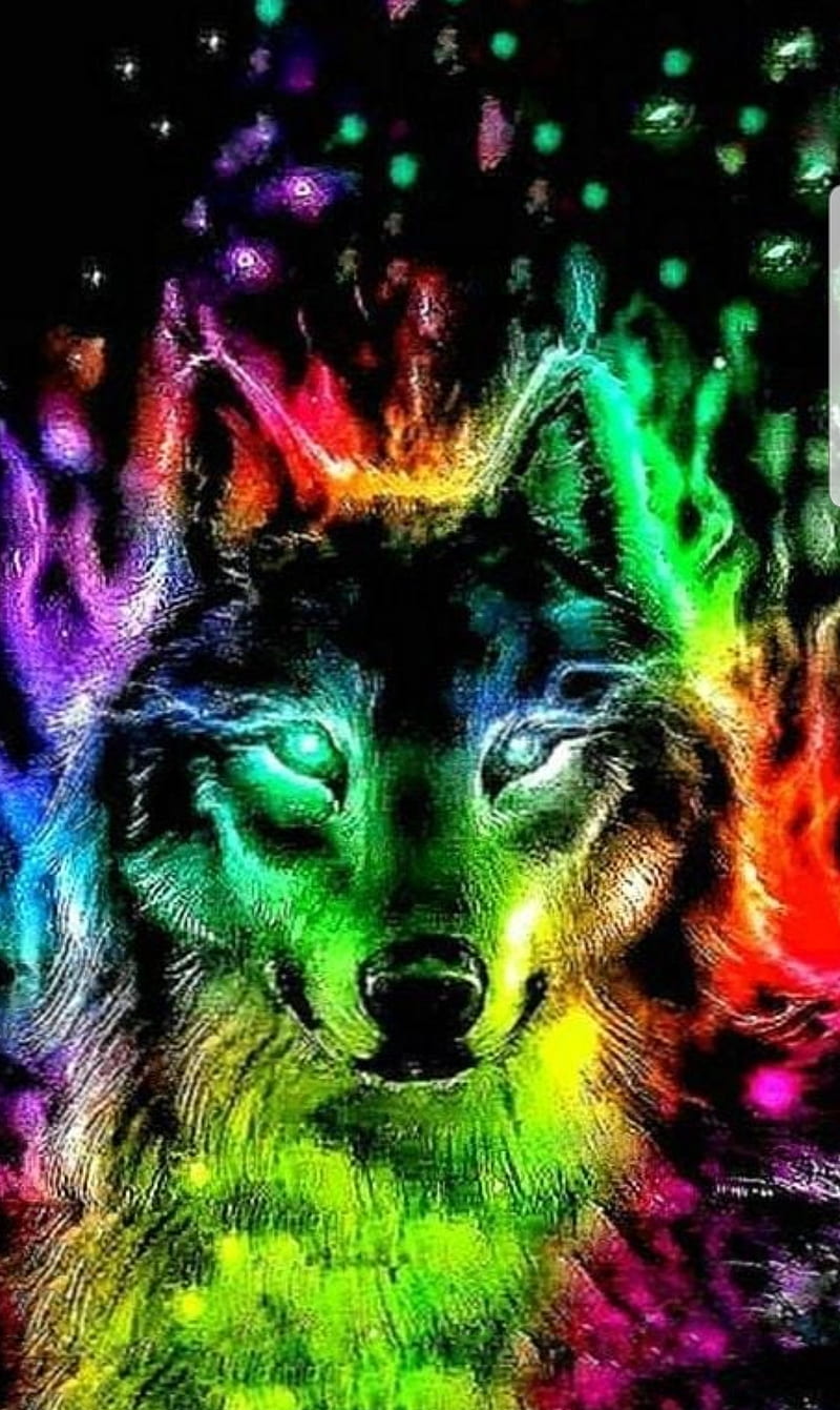 HD color wolf wallpapers | Peakpx
