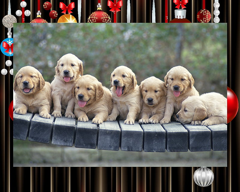 Swingers Club, dog, theme, HD wallpaper | Peakpx