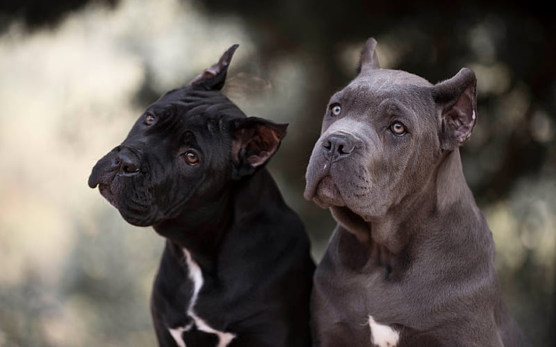 Cane Corso, gray dog, black dog, pets, HD wallpaper