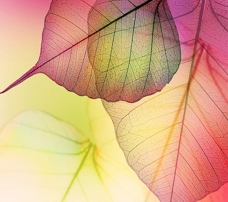Transparent Leaves, autumn, leaves, transparent, HD wallpaper