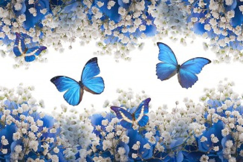 Flowers & Butterflies, blossom, flowers, butterflies, white, blue, HD wallpaper
