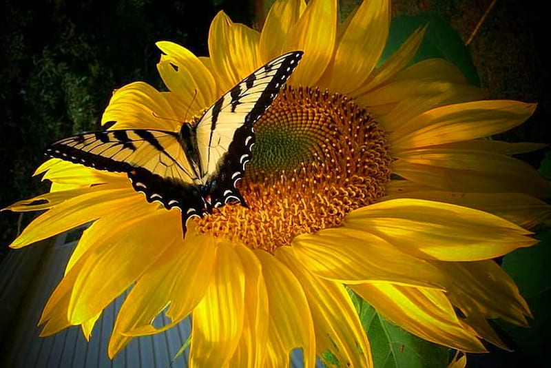 Sunny days of summer, butterfly, flowers, black, yellow, sunny, sunflower, HD wallpaper