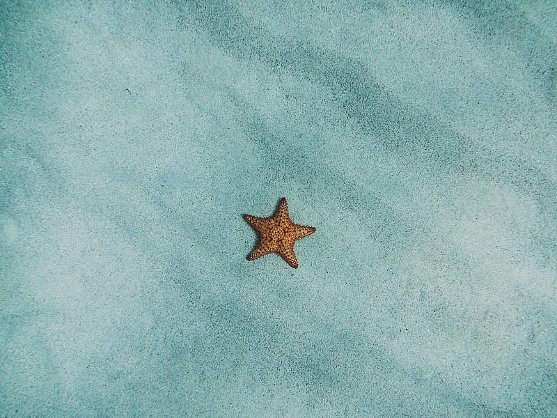 brown starfish on blue sand, HD wallpaper