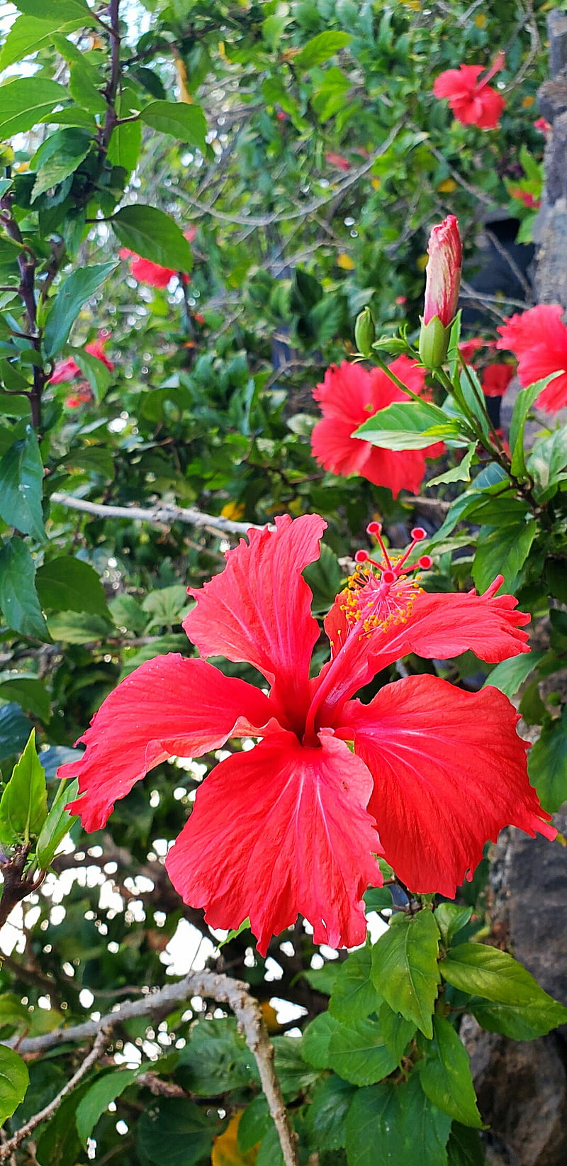 Chinese hibiscus , tropical, red, nature, flowers, flower, HD phone wallpaper