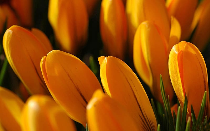 Orange crocuses, spring, orange, freshness, beautiful, flowers