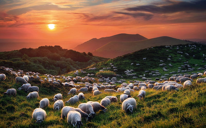 Sheep and Volcanoes, sky, mountains, sunset, clouds, landscape, colors, HD wallpaper