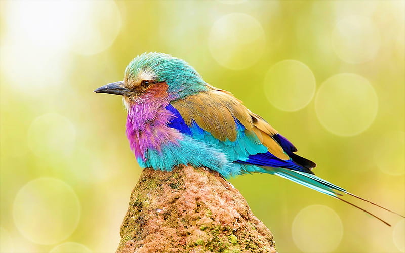 Lilac Breasted Roller, bokeh, bird, green, pasare, pink, blue, HD wallpaper