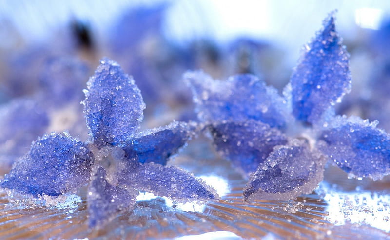 Frozen flowers, macro, flower, ice, frozen, blue, winter, HD wallpaper