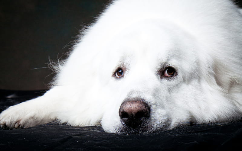 Great Pyrenees, dogs, pets, cute animals, muzzle, Great Pyrenees Dog, HD wallpaper