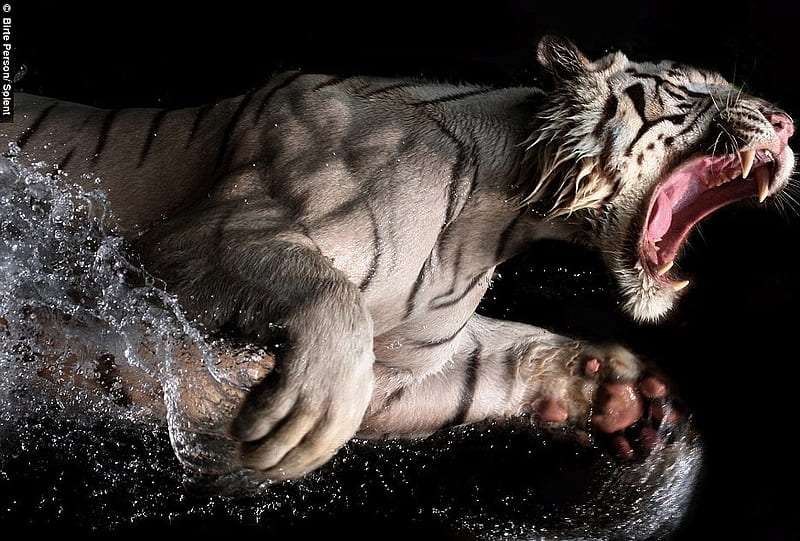 WHITE TIGER (BIG MOUTH), mouth, big, tiger, mr, teeth, HD wallpaper | Peakpx