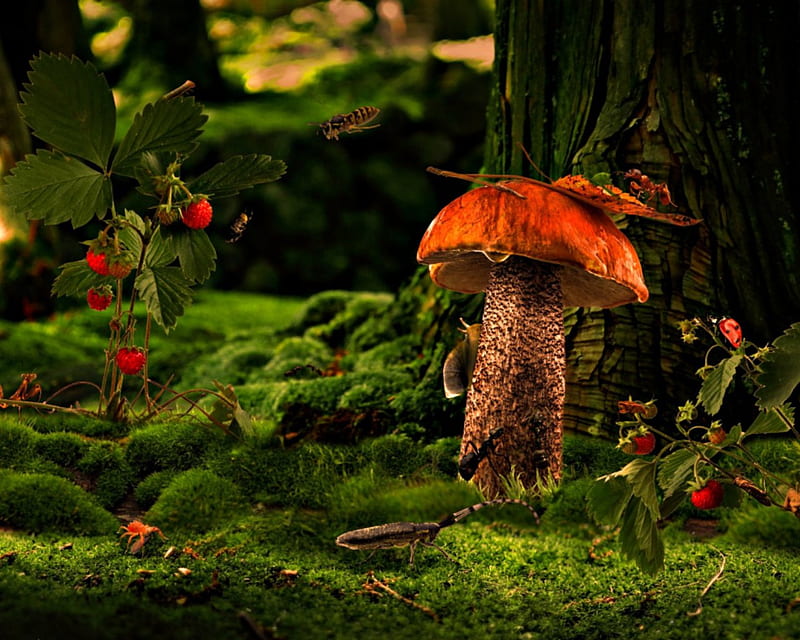 Not so busy, grass, lady bugs, mushroom, nature, insects, bees, HD wallpaper