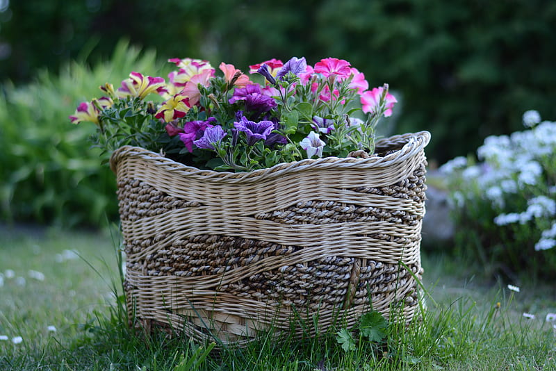 Flowers, Petunia, Basket, Flower, Garden, HD wallpaper