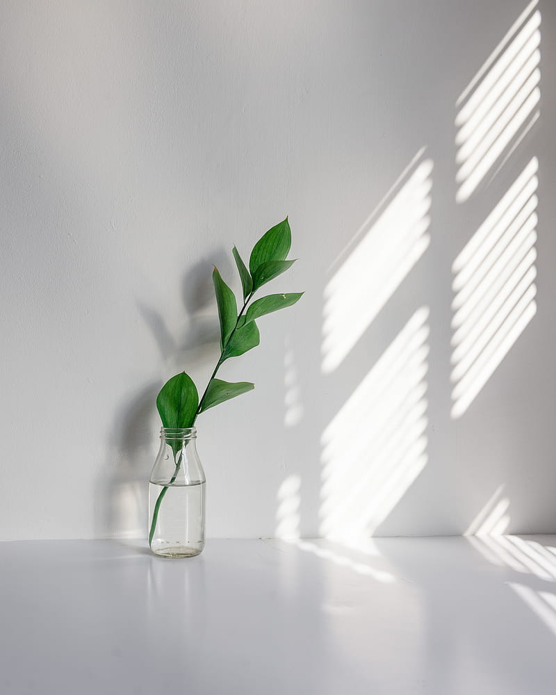 green plant in clear glass vase, HD phone wallpaper