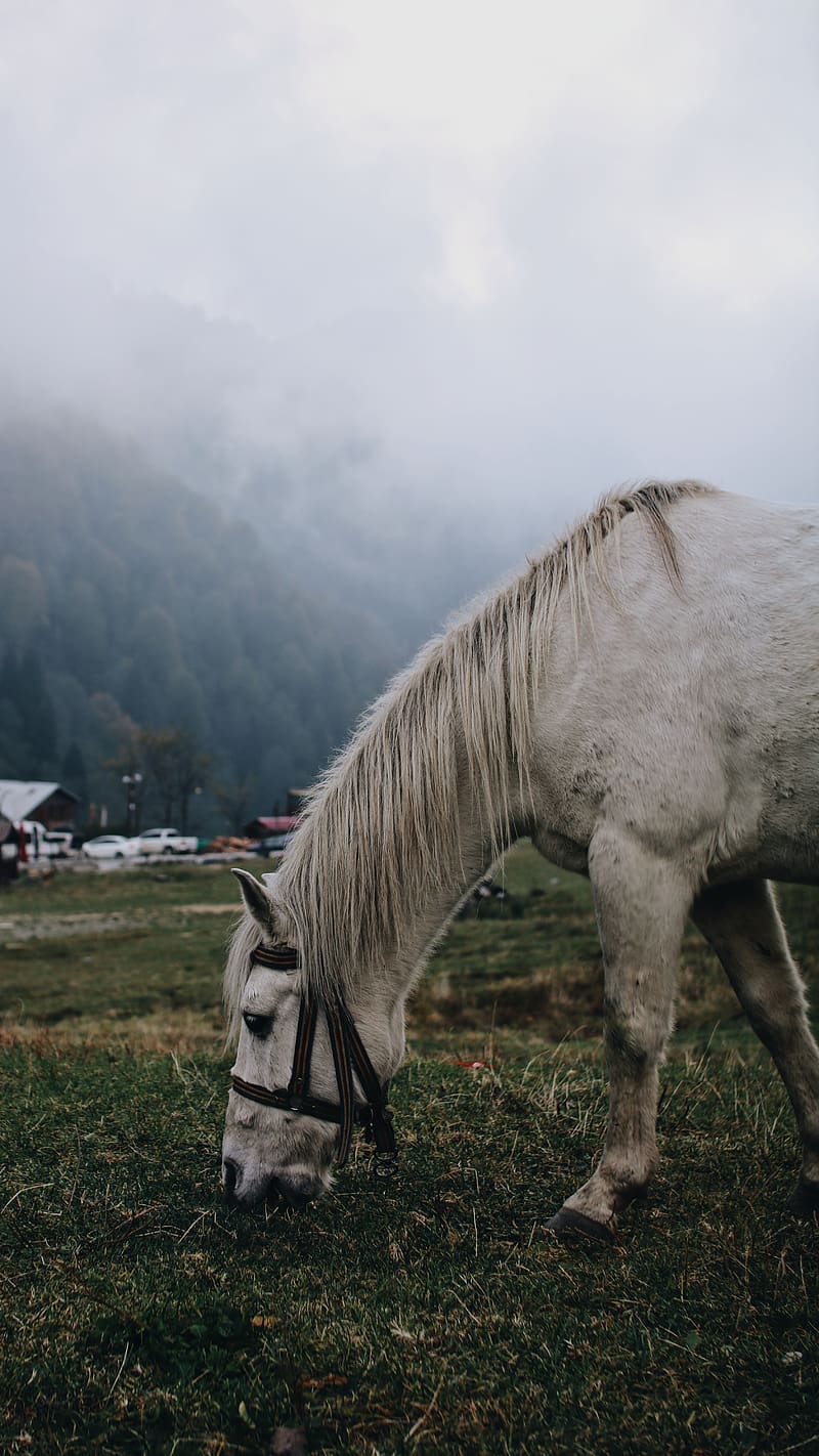 White Horse In Foggy Mountains, white horse, foggy, mountains, animal, domestic, trees, HD phone wallpaper