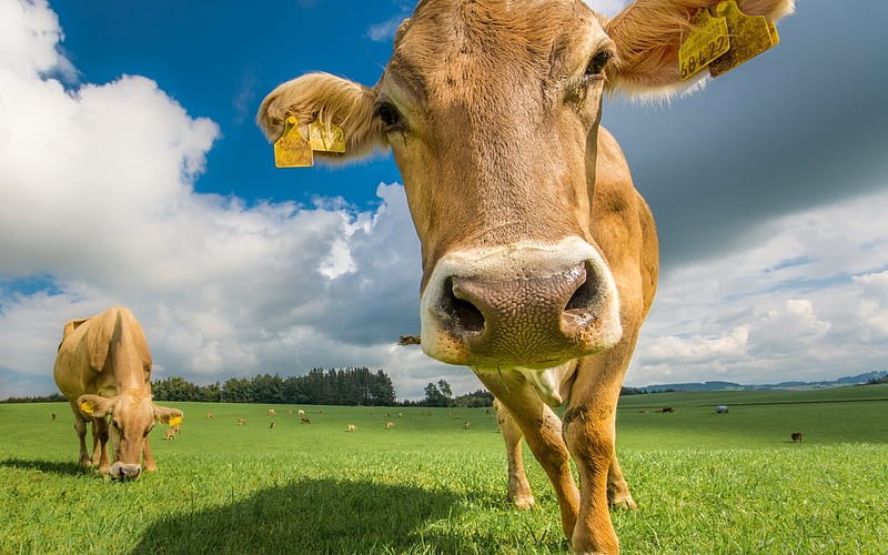 cow, Switzerland, pasture, green meadow, clouds, HD wallpaper