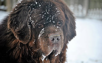 Big newfoundland outlet dog