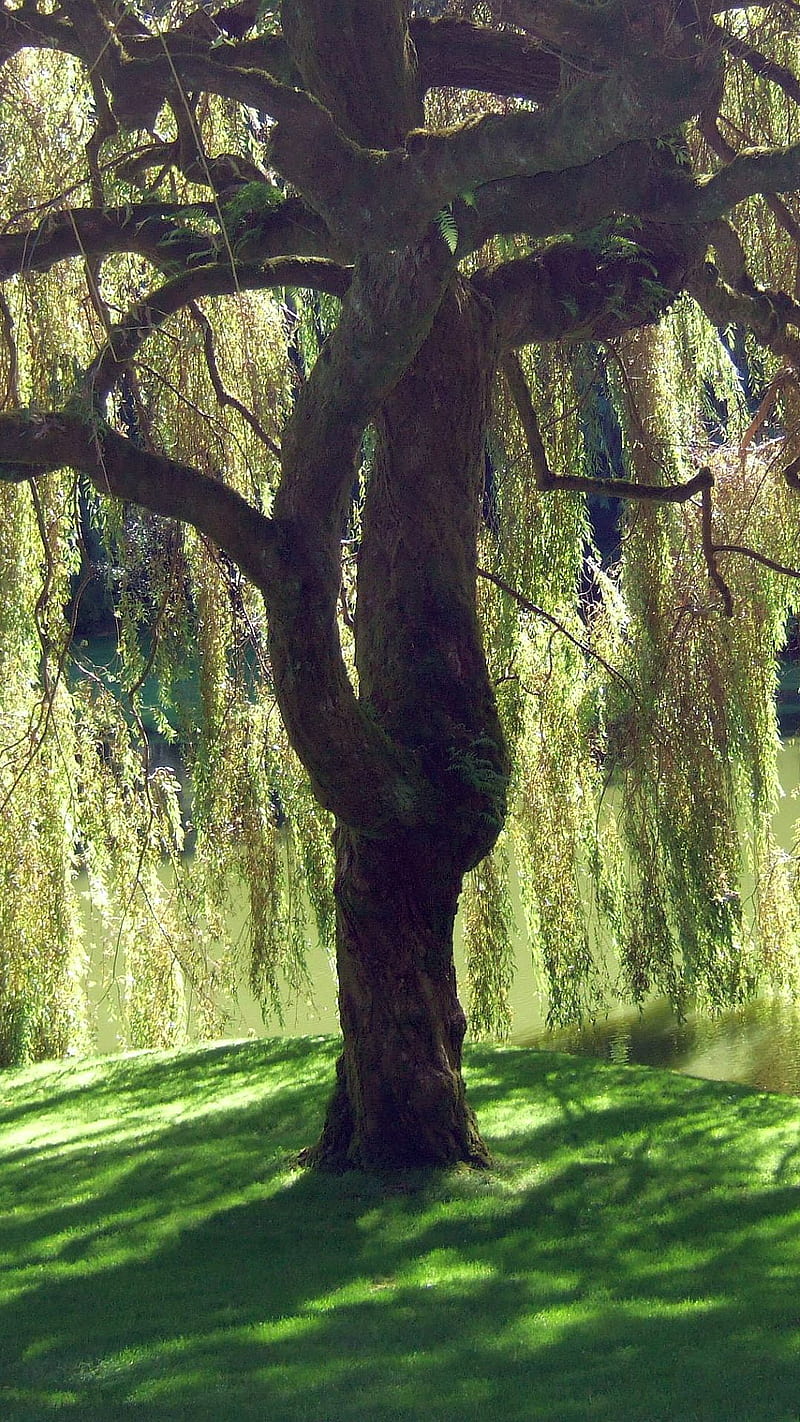 Weeping Willow, grass, shore, summer, tree, HD phone wallpaper