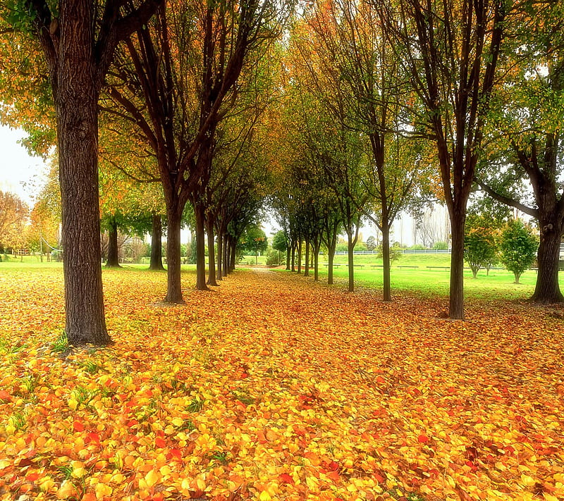 Autumn in the Park, look, nice, HD wallpaper | Peakpx