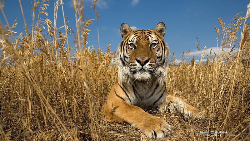 Siberian Tiger, Tiger, Big Cats, Russia, Siberian, HD wallpaper