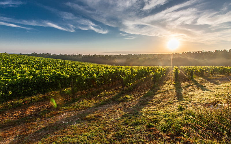 Tuscany, vineyards, sunset, summer, morning, Europe, Italy, HD wallpaper
