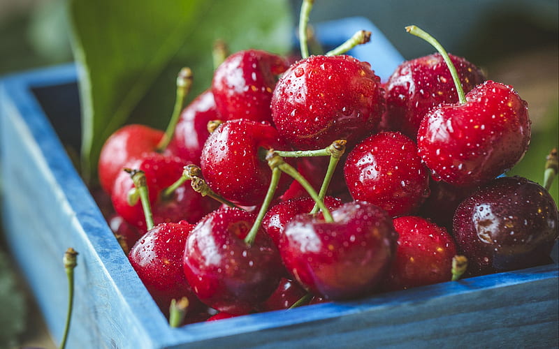 cherries, close-up, fresh fruit, berries, dew, fruits, HD wallpaper