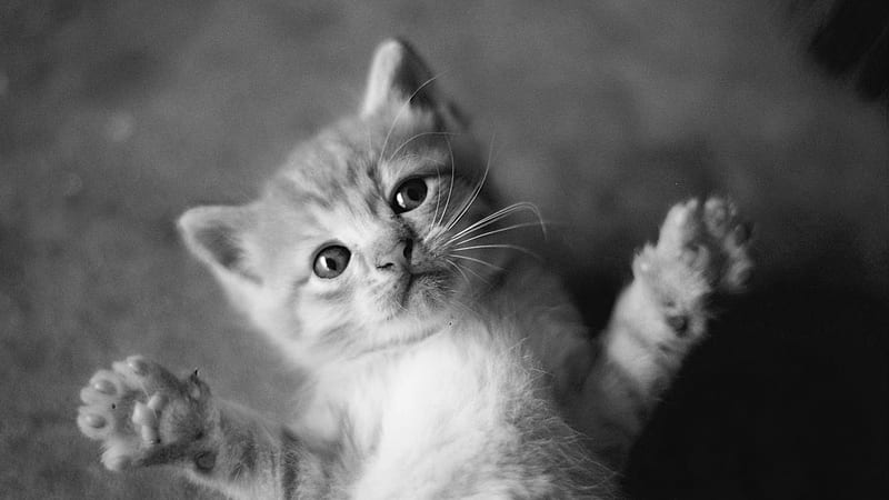 Hug me..., paws, whiskers, koshak, hugs, black and white, HD wallpaper