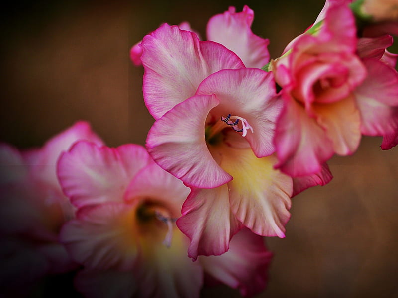 Pink Gladiolus, macro, flowers, nature, petals, gladiolus, pink, HD wallpaper