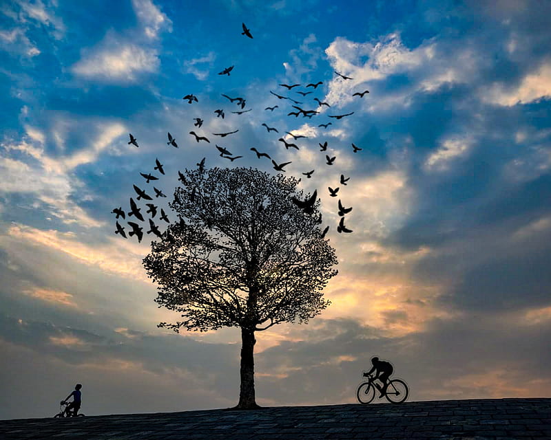 childhood happiness , bicycle, bird, black and white, childhood, cycle, little boy, nature, sky, tree, HD wallpaper