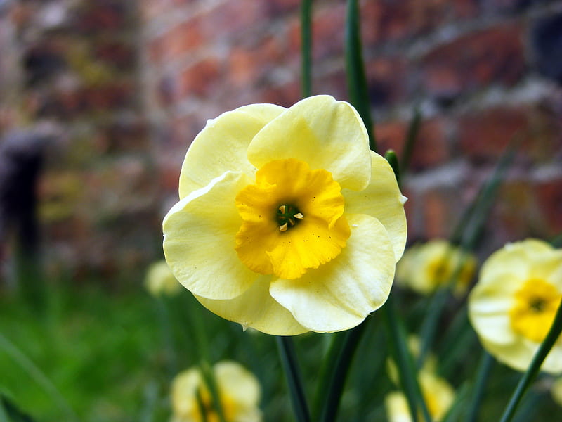 Spring is here., flower, garden, bulb, grass, HD wallpaper