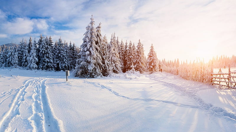 Winter Morning Light, fence, forest, trees, winter, snow, sunshine, morning, field, light, HD wallpaper
