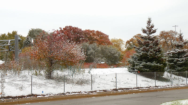 Autumn/ Winter Wonderland, brown, orange, snowy, shrubs, trees, green, snow, Fa11, co1d, shrub, evergreen tree, Autumn, white, HD wallpaper