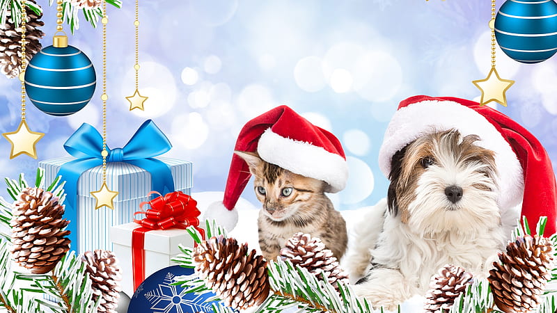 Holiday Pets, Santa hats, Christmas, Feliz Navidad, holiday, packages, cat, winter, kitten, gifts, Firefox Persona theme, dog, puppy, HD wallpaper