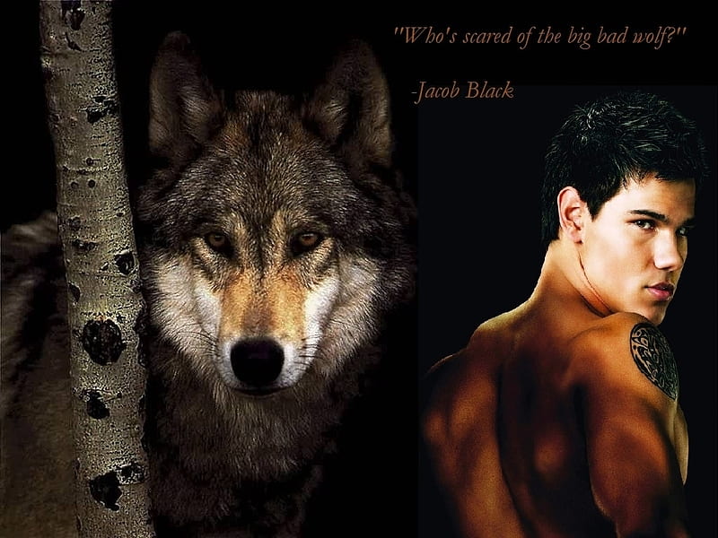 Wolf Pack, jacob, jared, sam, breaking dawn, twilight saga, embry, paul,  eclipse, HD wallpaper | Peakpx