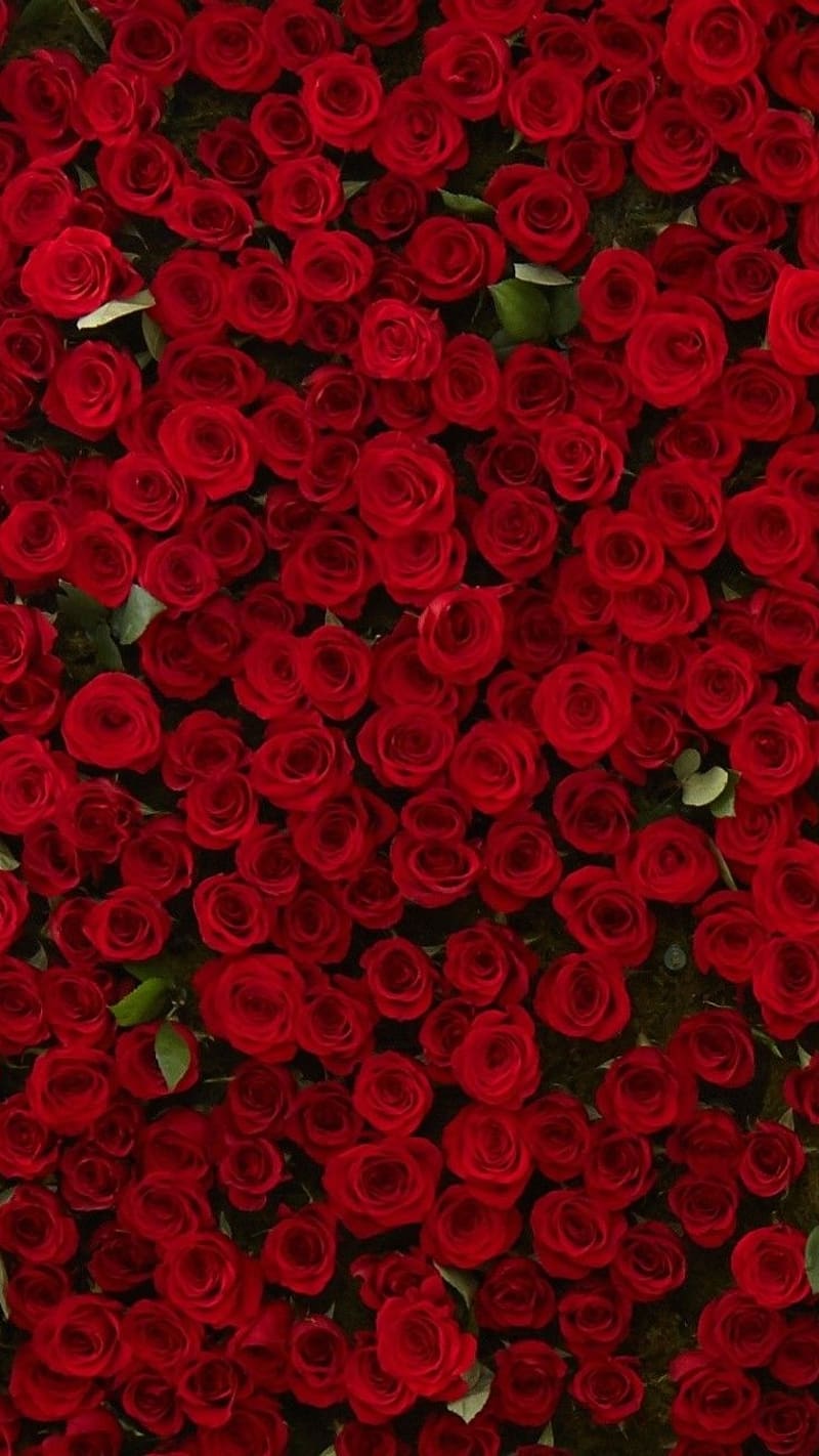 Lots Of Rose Red Flowers, red flowers, lots of rose, HD phone wallpaper