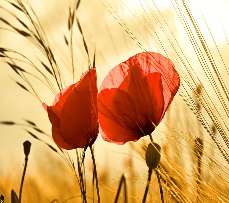 Poppies, flower, nature, poppy, red, HD wallpaper