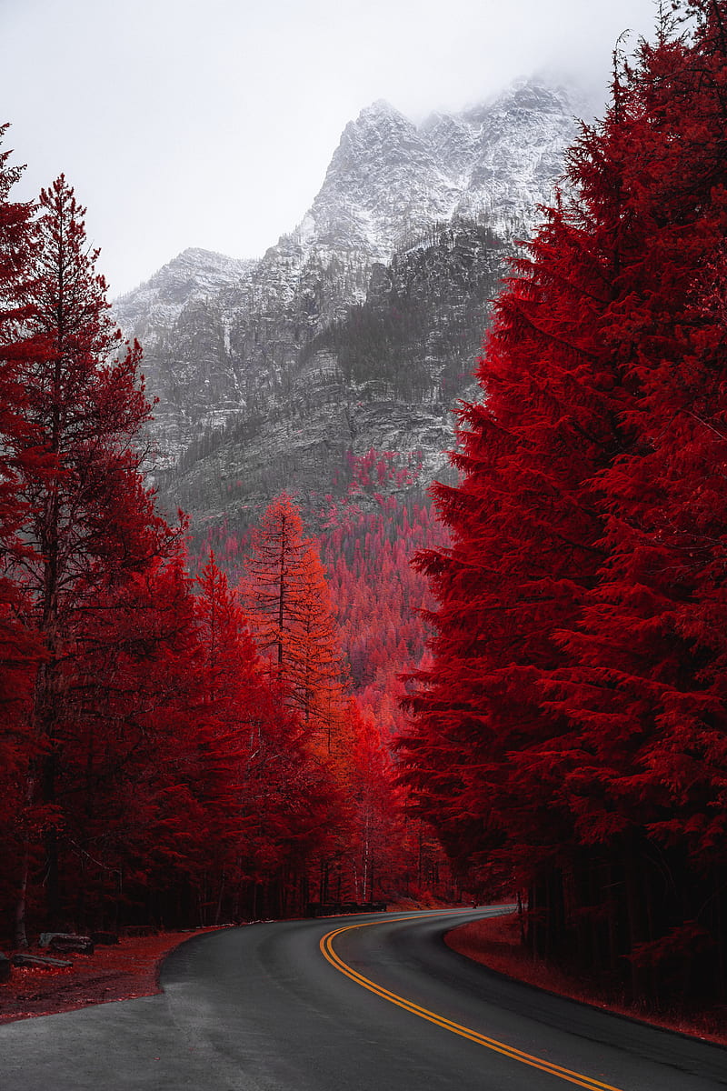 road beside red trees, HD phone wallpaper