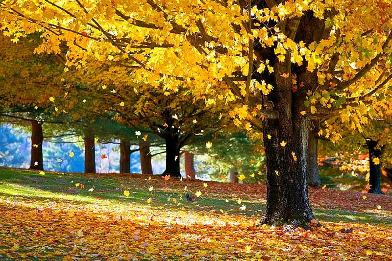 Maples in Fall Season, colorful, fall season, autumn, maples, love four ...