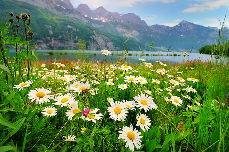 Landscape with daiseis, shore, grass, bonito, spring, camomile, lake, daisies, mountain, flowers, meadow, HD wallpaper