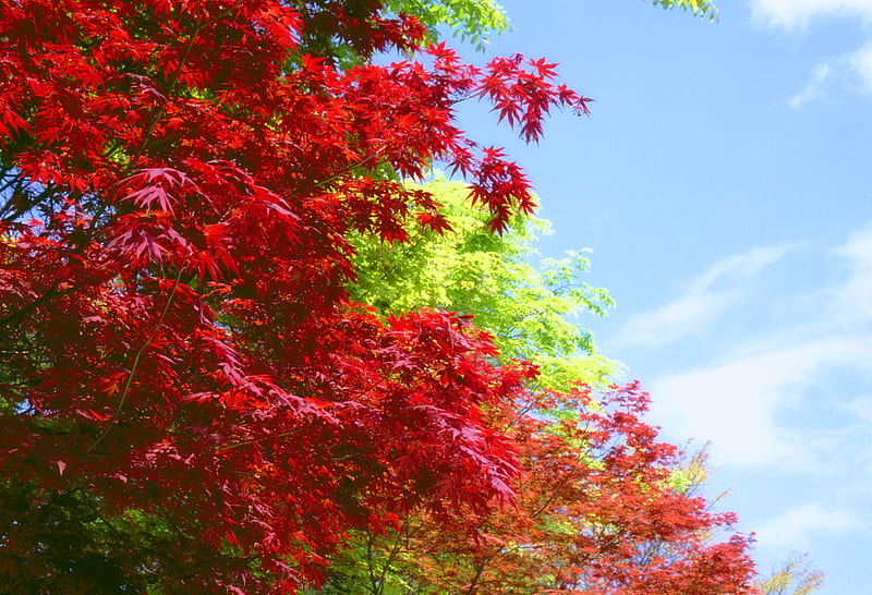 Japanese Maple (Acer palmatum), acer, fall, autumn, maple, japanese maple, acer palmatum, HD wallpaper